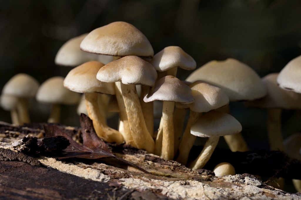 paddenstoel paddenstoelen paddestoel paddestoelen schimmel zwam schimmels zwammen hdr paddo paddos champignon champignons herfst najaar